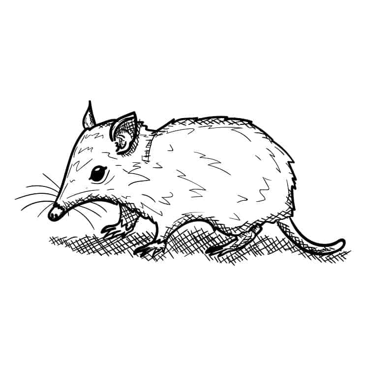 Electric Rat Trap - A to Z about Electronic Rat Trap